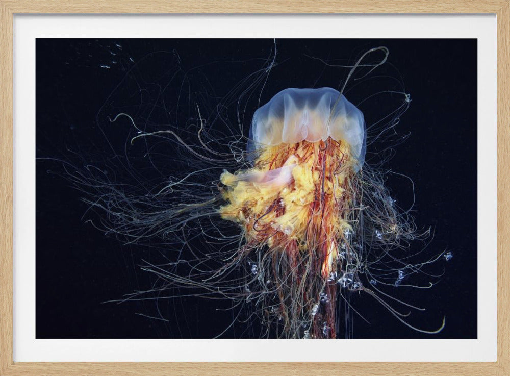 Giant Lion's Mane | Poster