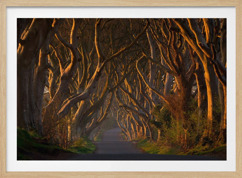 The Dark Hedges in the Morning Sunshine | Poster