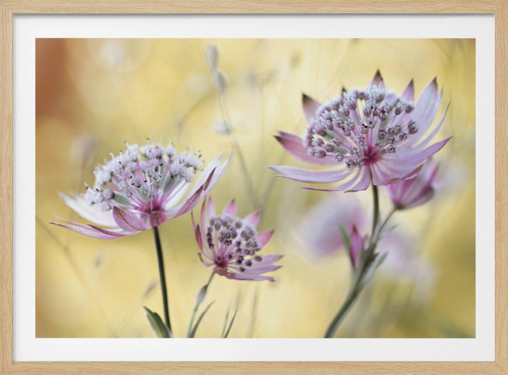 Astrantia Major | Poster