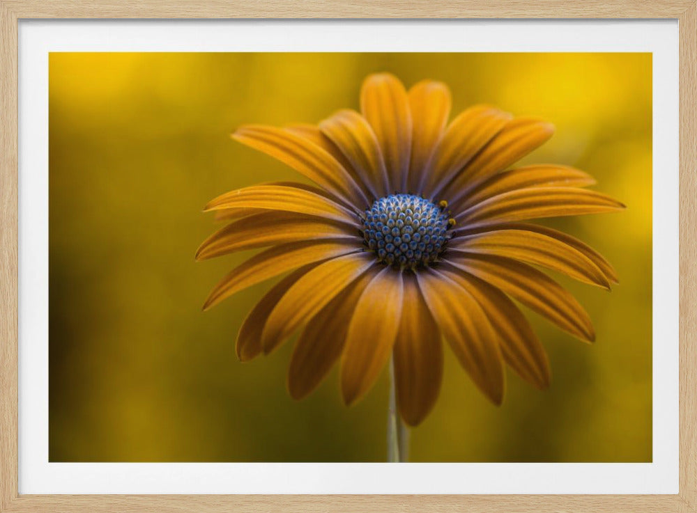 Sunshine Daisy | Poster