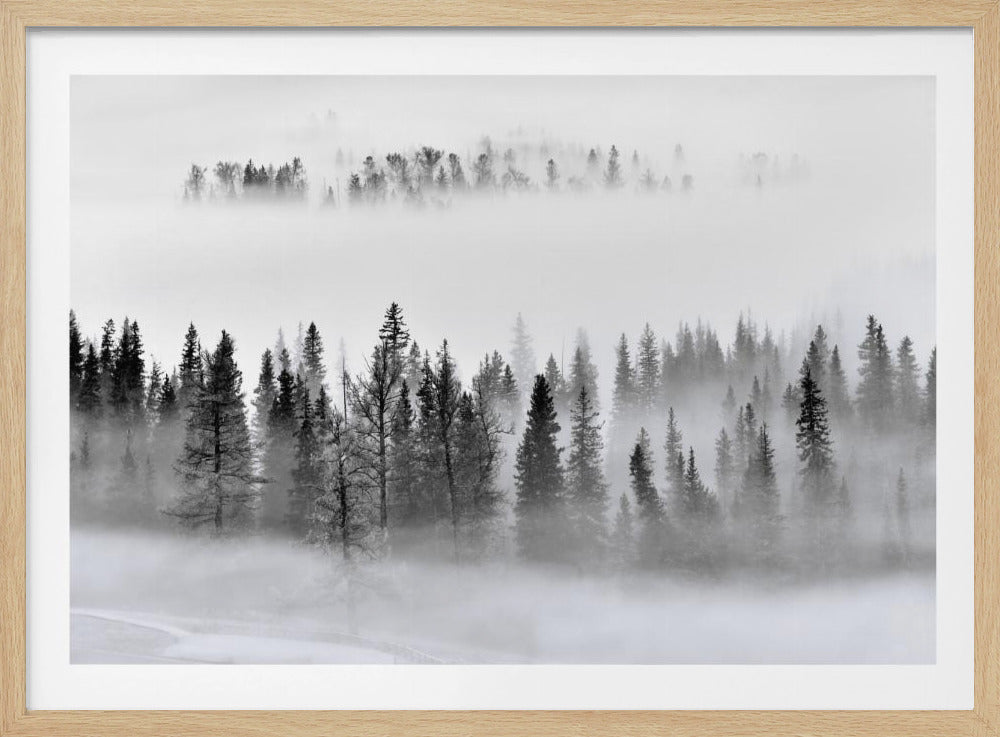 Foggy Forest | Poster