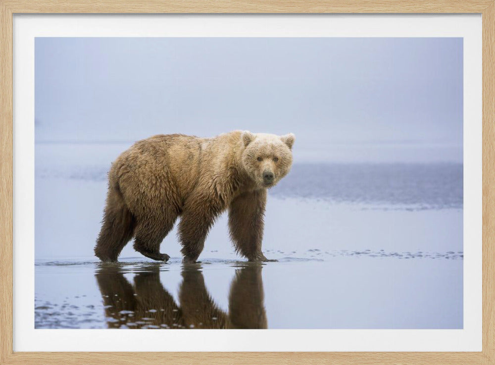 The Bear Walk | Poster