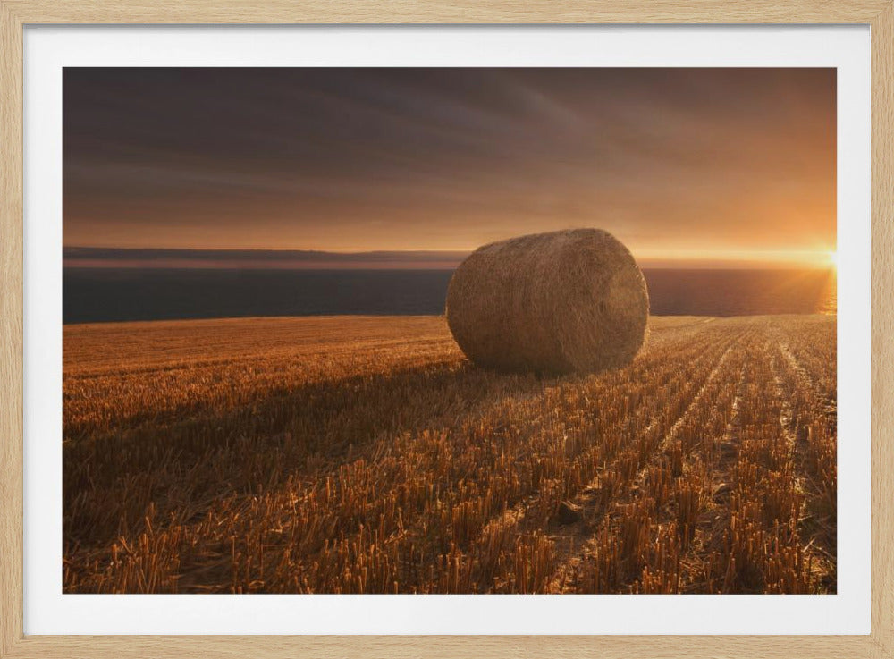 Gold Harvest | Poster