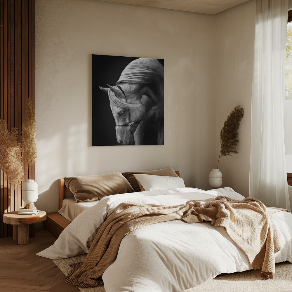 white stallion | Canvas