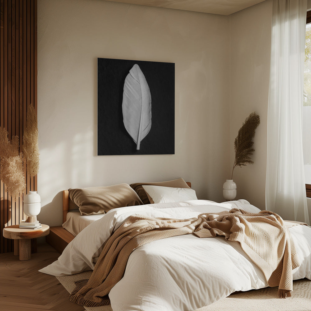 Feather_008 | Canvas