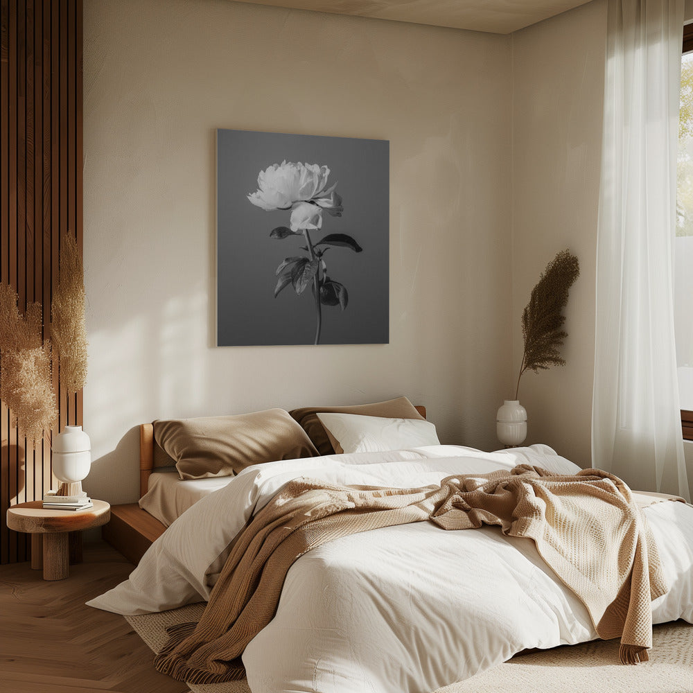 Peony BW | Canvas