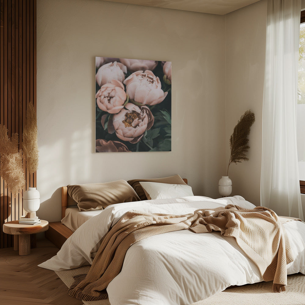 Coral Peonies | Canvas