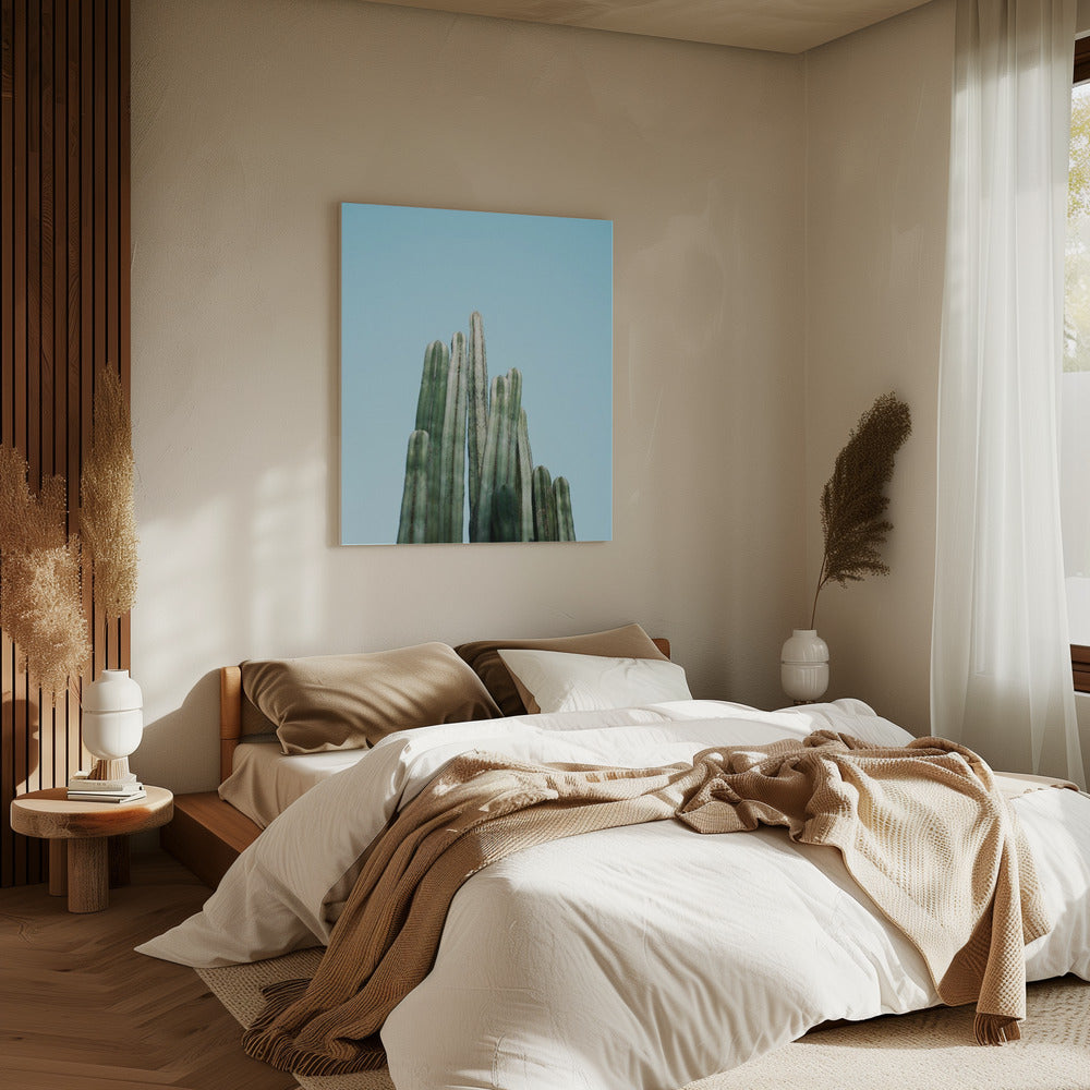 Cacti | Canvas