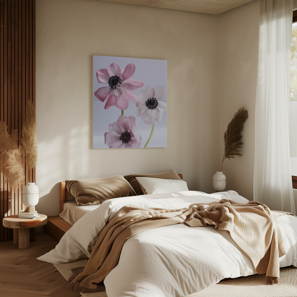 Elegant Pink Anemone Flowers | Canvas