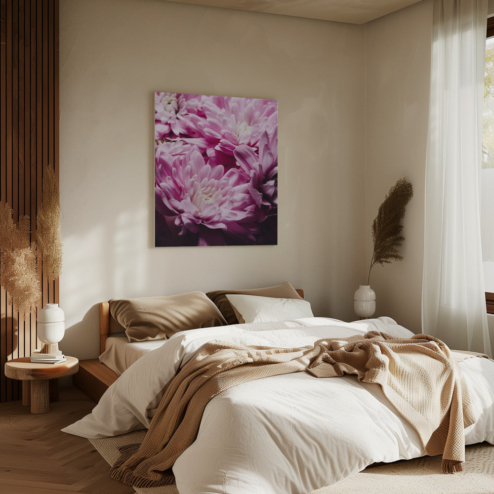 pink Chrysanthemum Blossom | Canvas