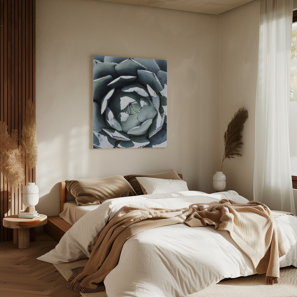 Agave Spiral Dance | Canvas