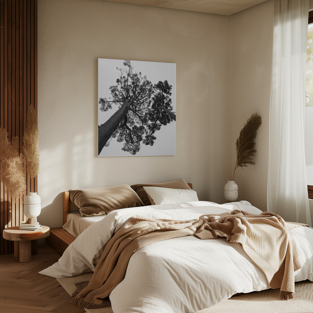 Towering Pines | Canvas