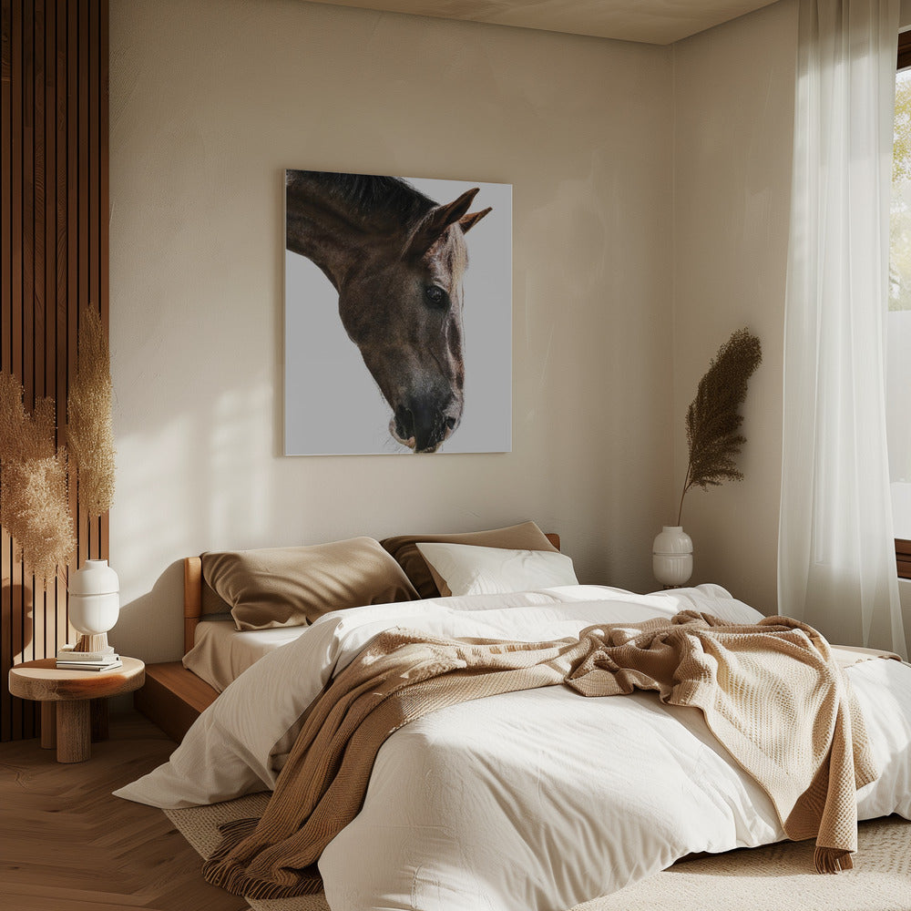 Majestic Equine Gaze | Canvas