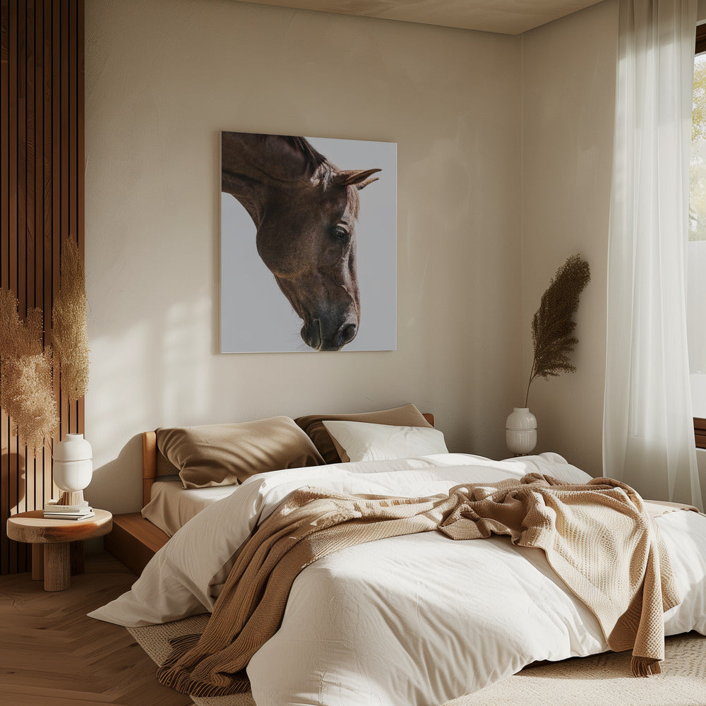 Portrait of a Horse Head | Canvas