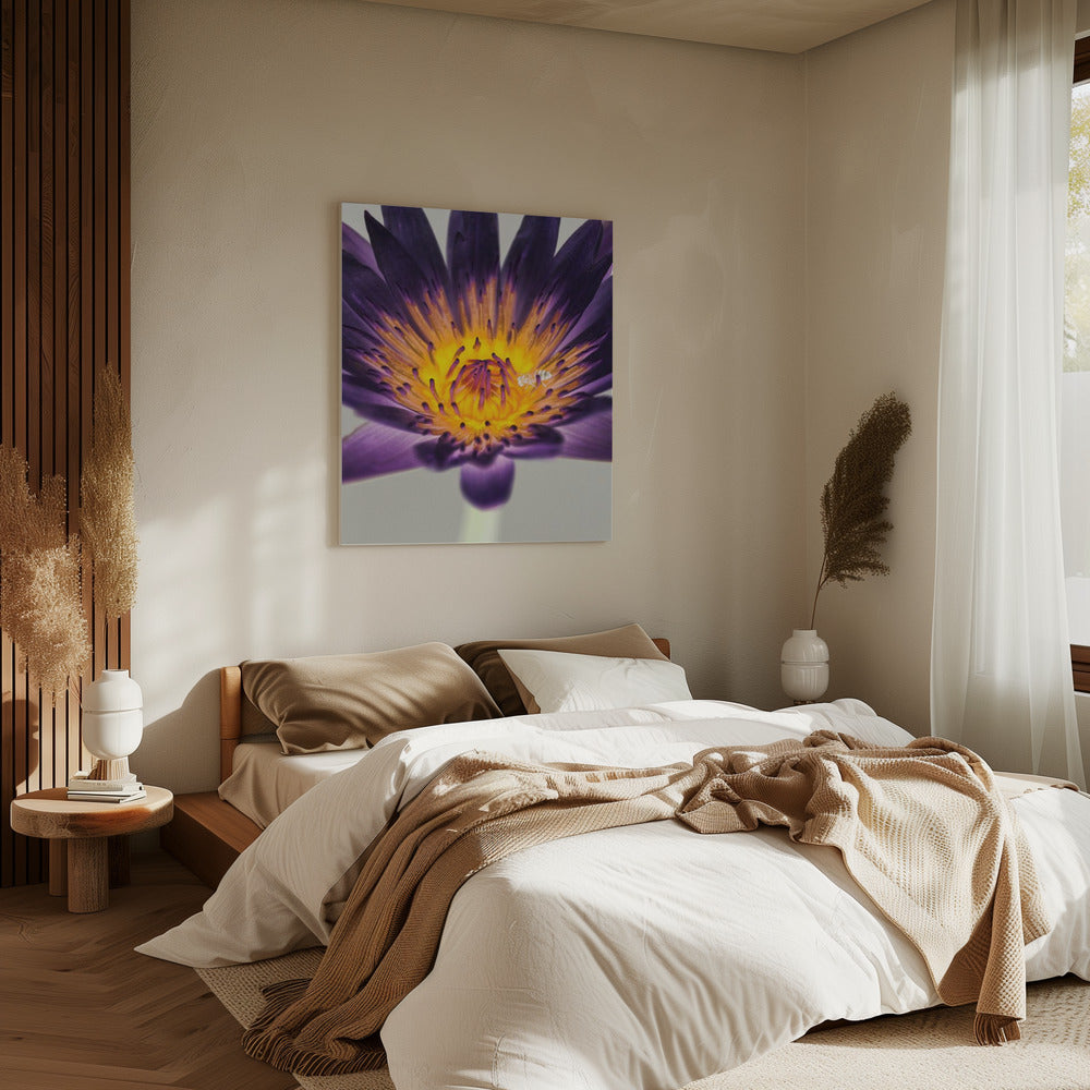 Purple Water Lilly | Canvas