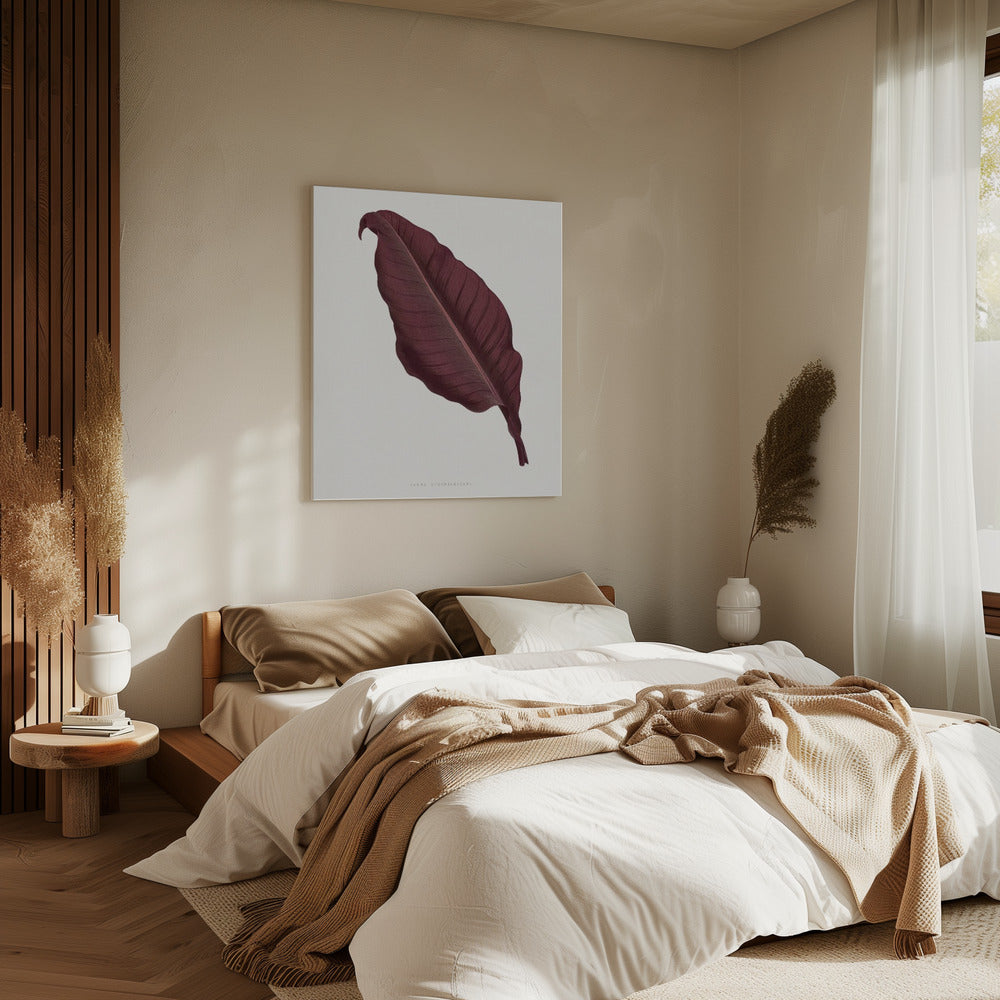 Pink Canna Atronigricans Leaf Illustration | Canvas