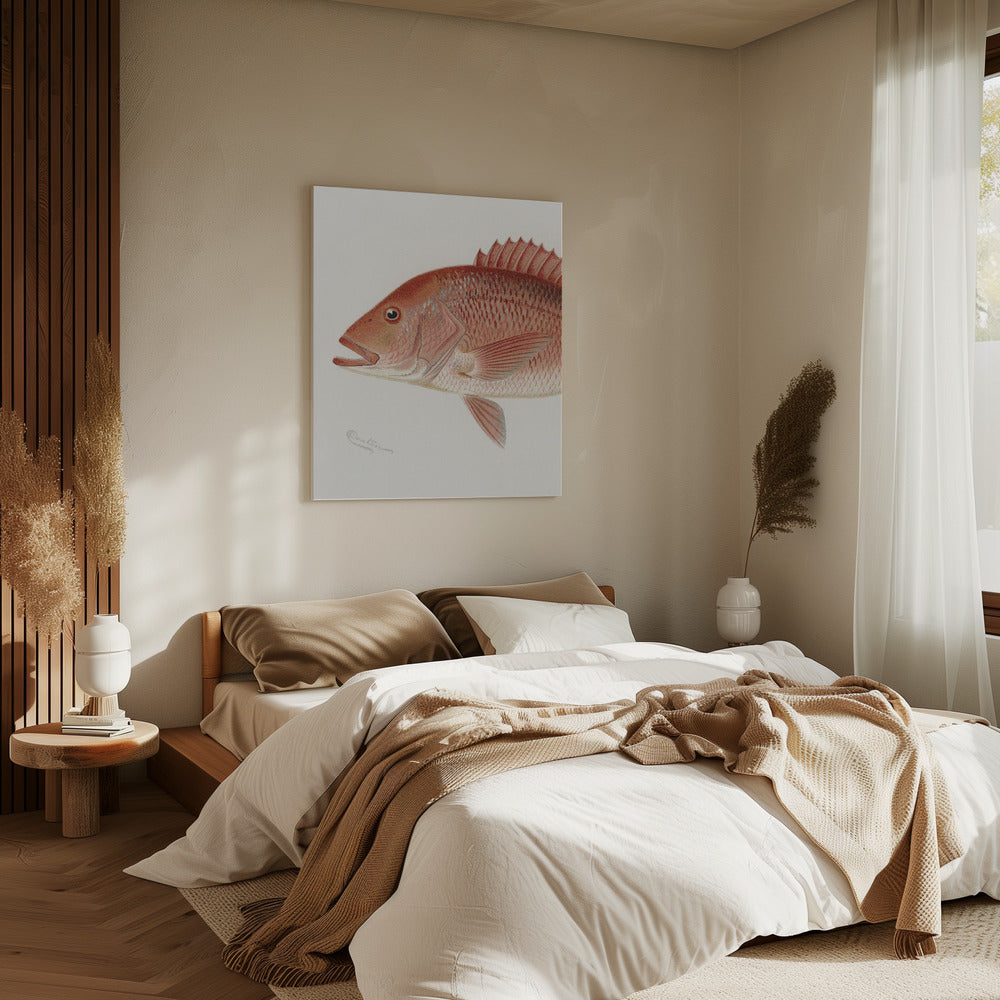 Red Snapper | Canvas