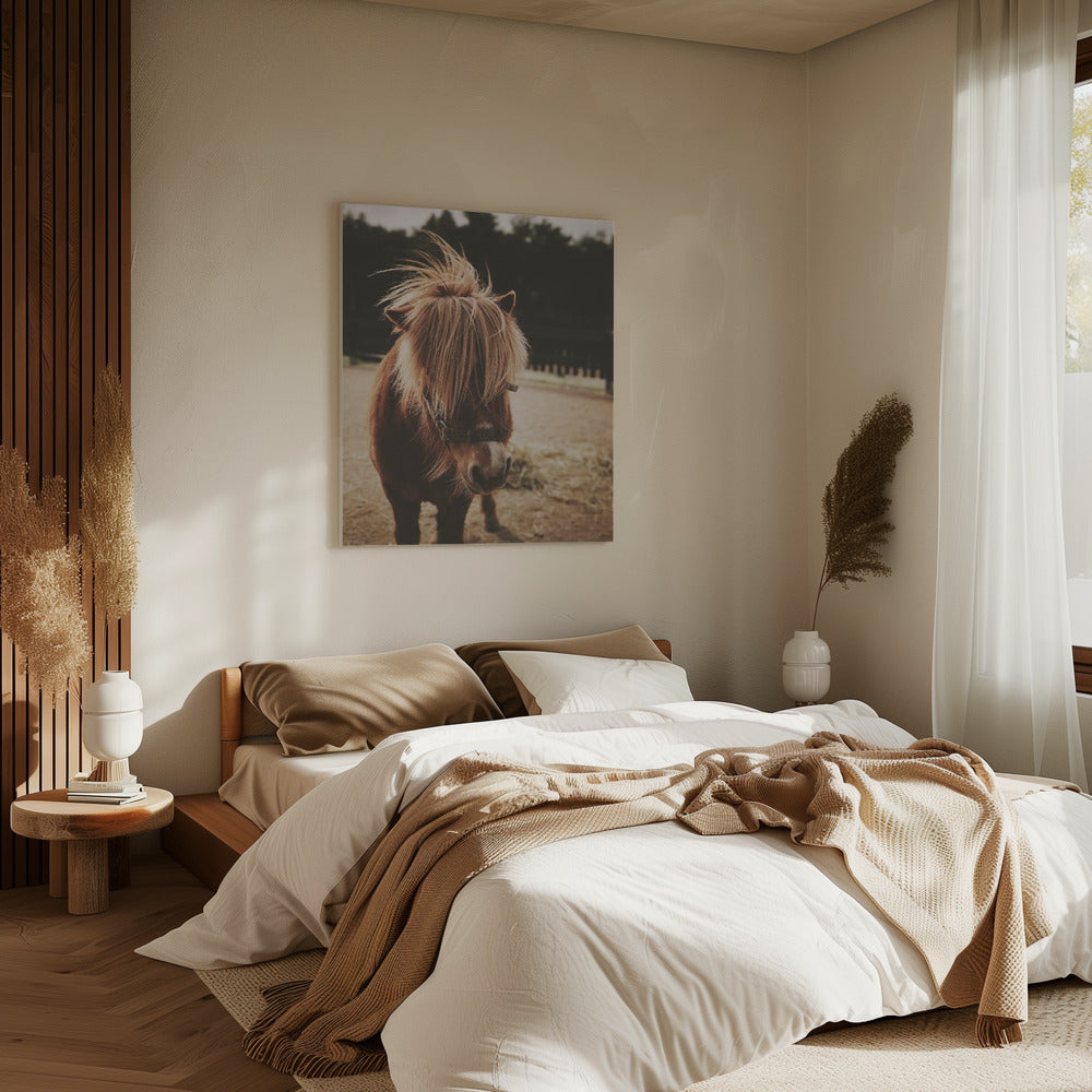 Pony with a Shaggy Mane | Canvas