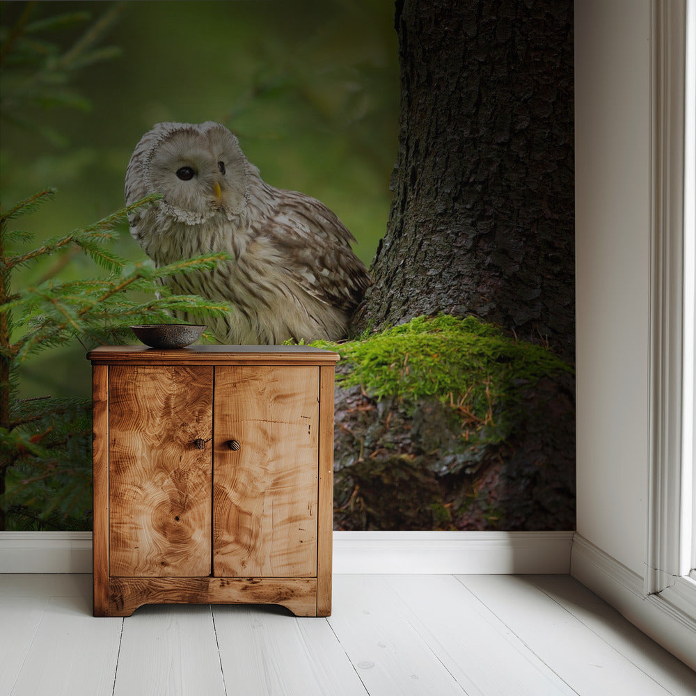 Ural Owl | Wallpaper