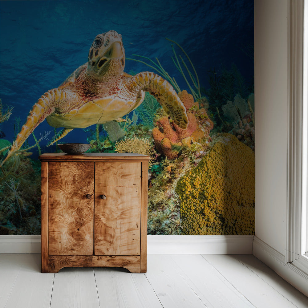 Hawksbill turtle swimming through Caribbean reef | Wallpaper