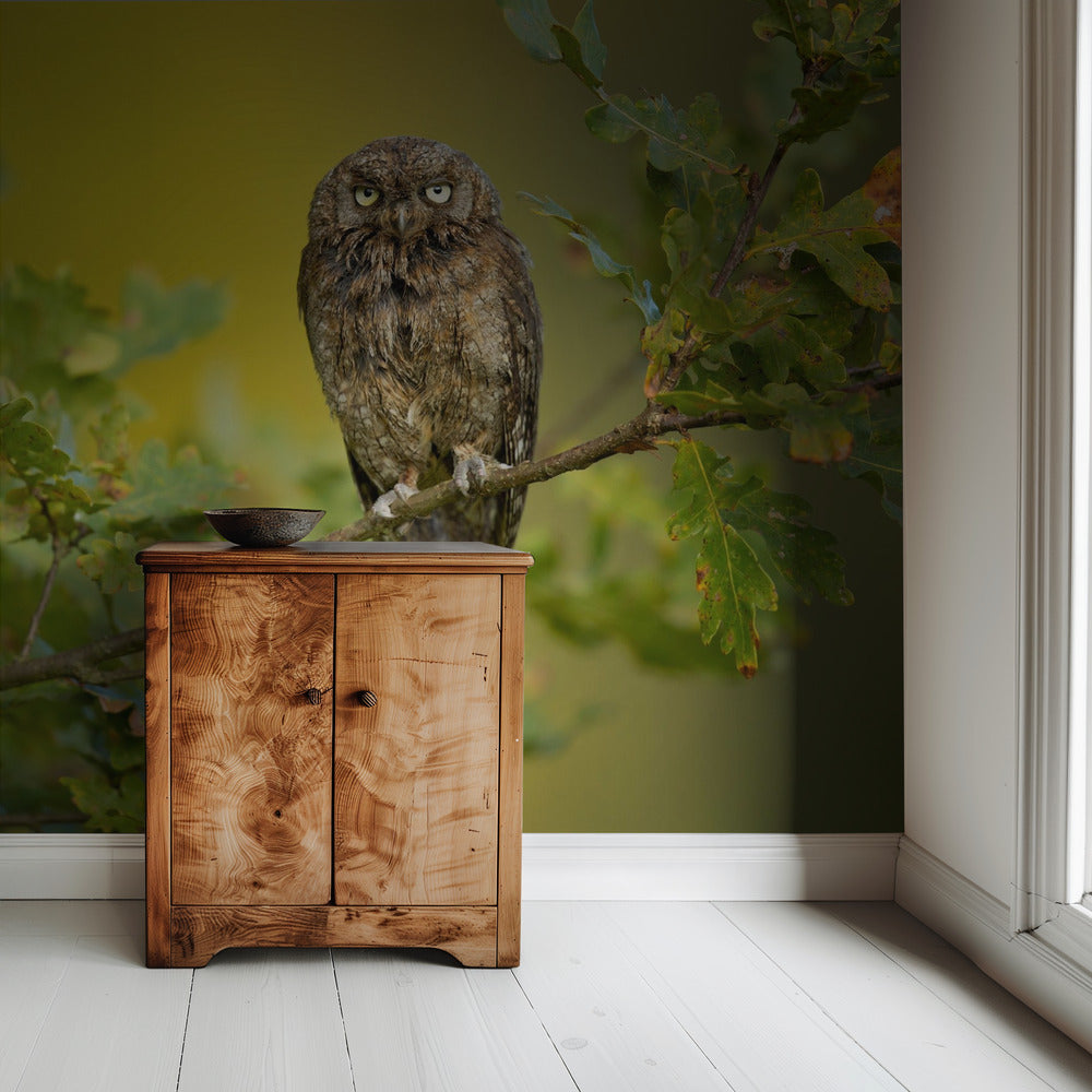 Eurasian Scops Owl | Wallpaper