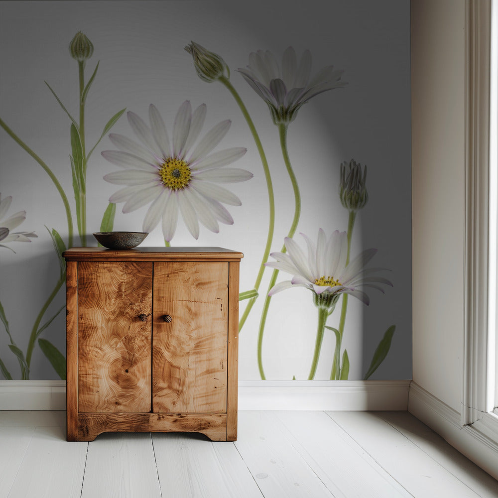 Cape Daisies | Wallpaper
