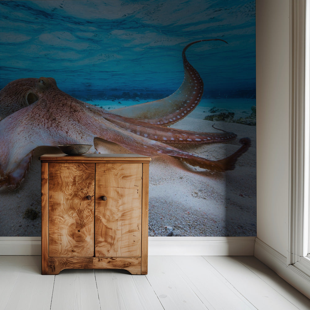 Octopus | Wallpaper