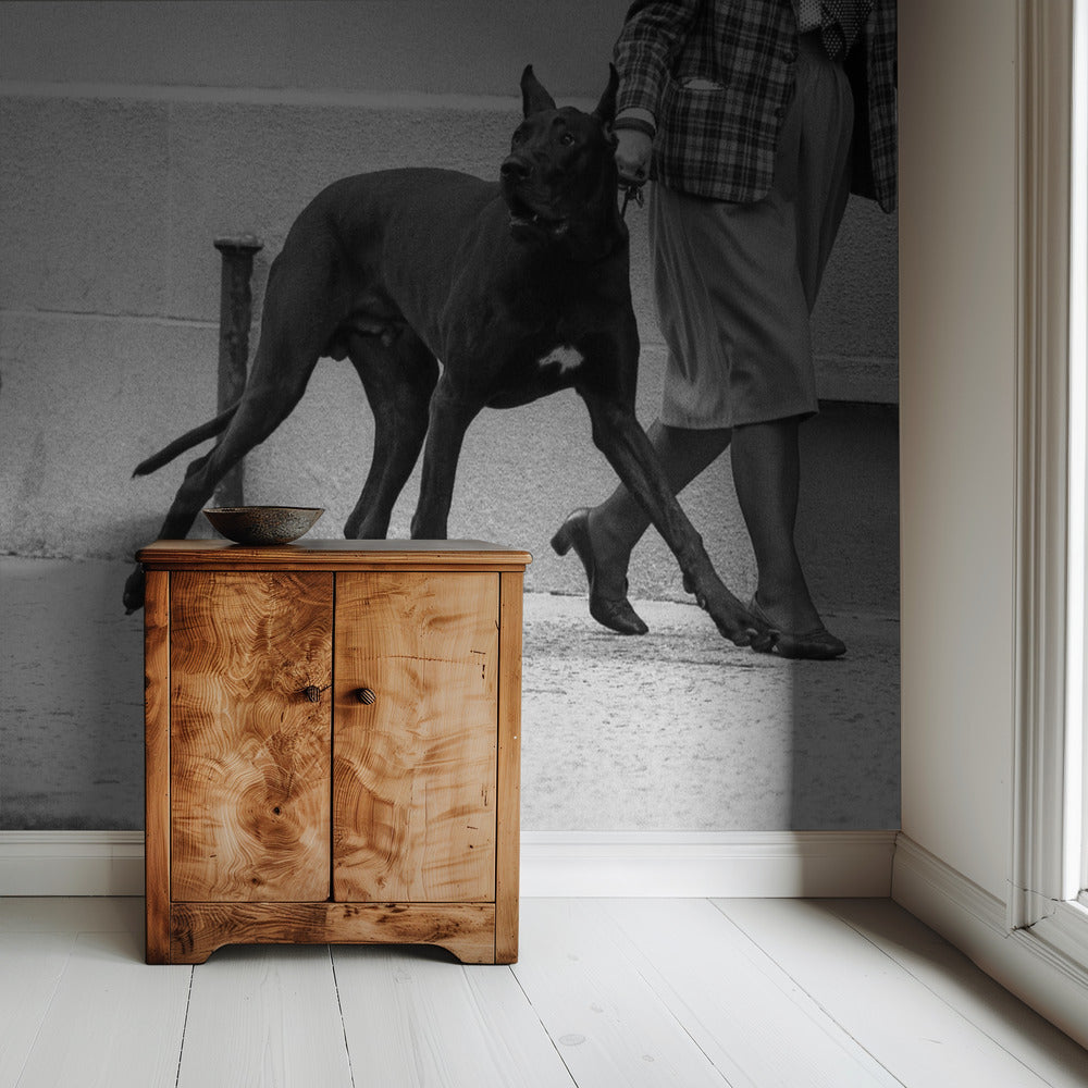 Great dane bodyguard (from the series "Boy meets girl") | Wallpaper