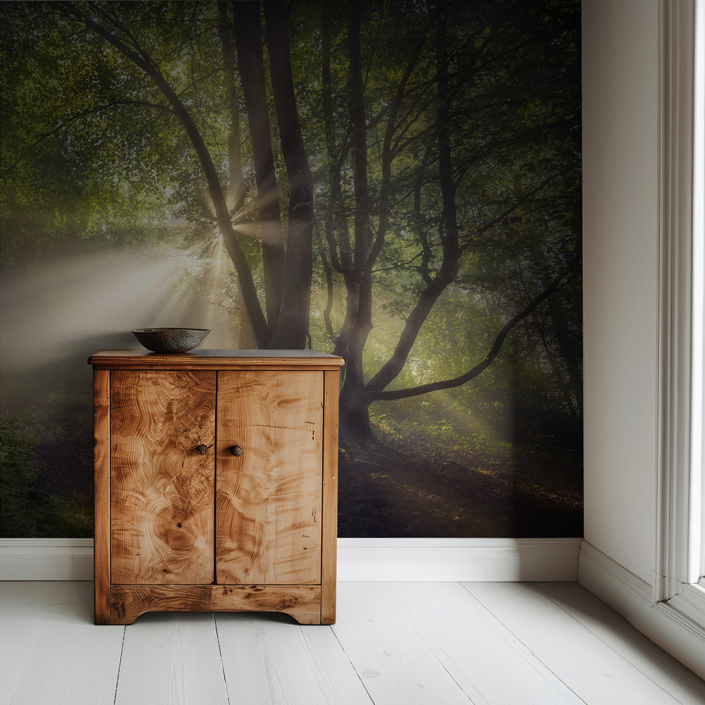 The morning light | Wallpaper