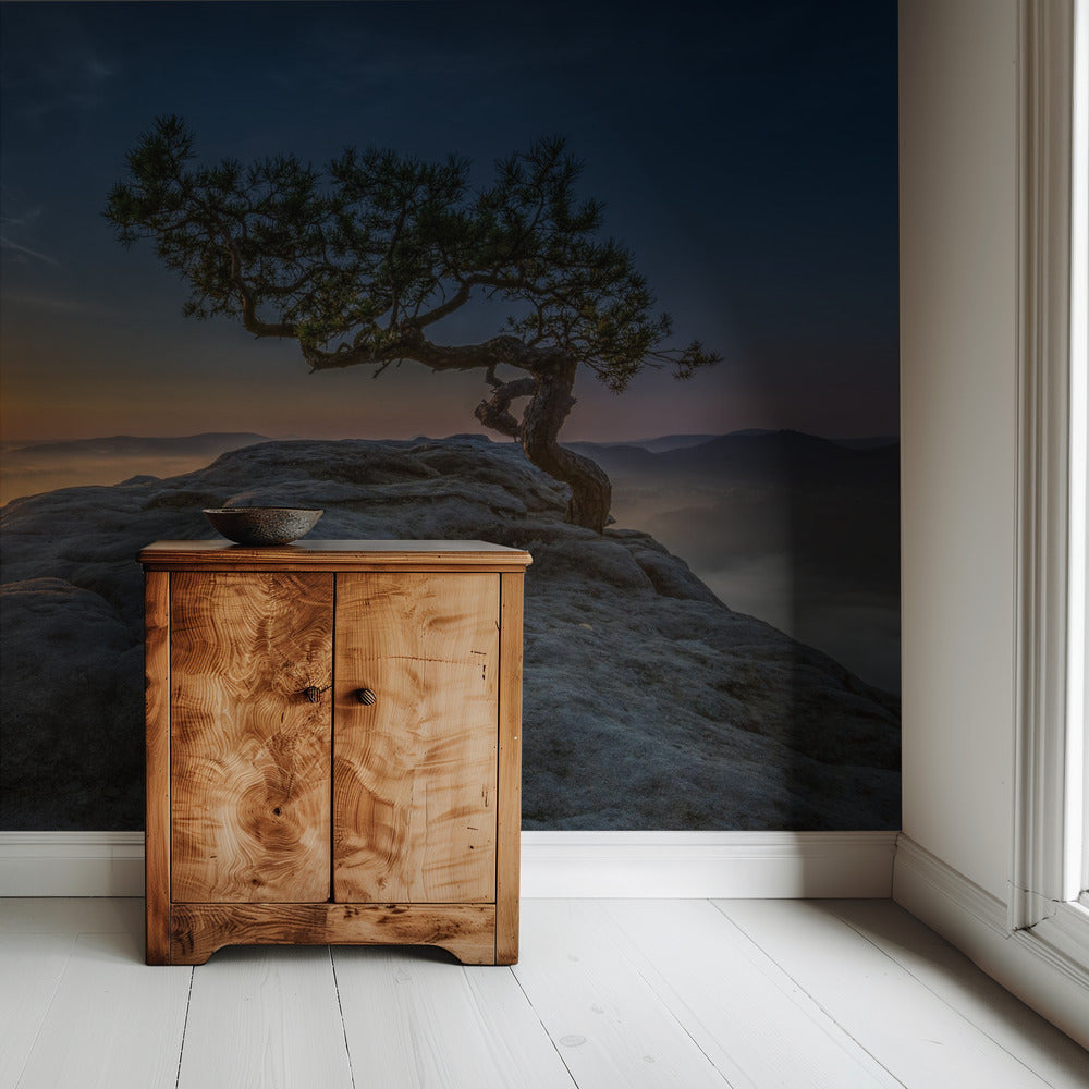 Old pine | Wallpaper