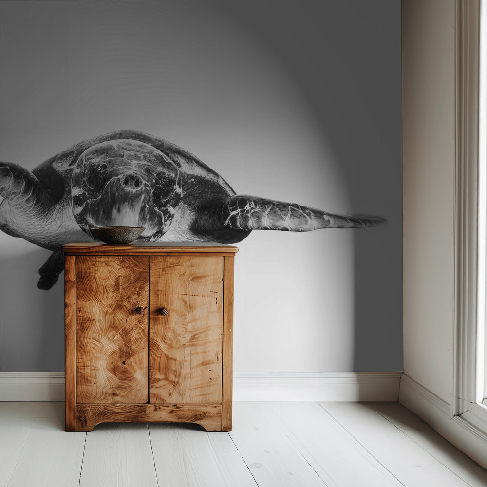 White and turtle | Wallpaper