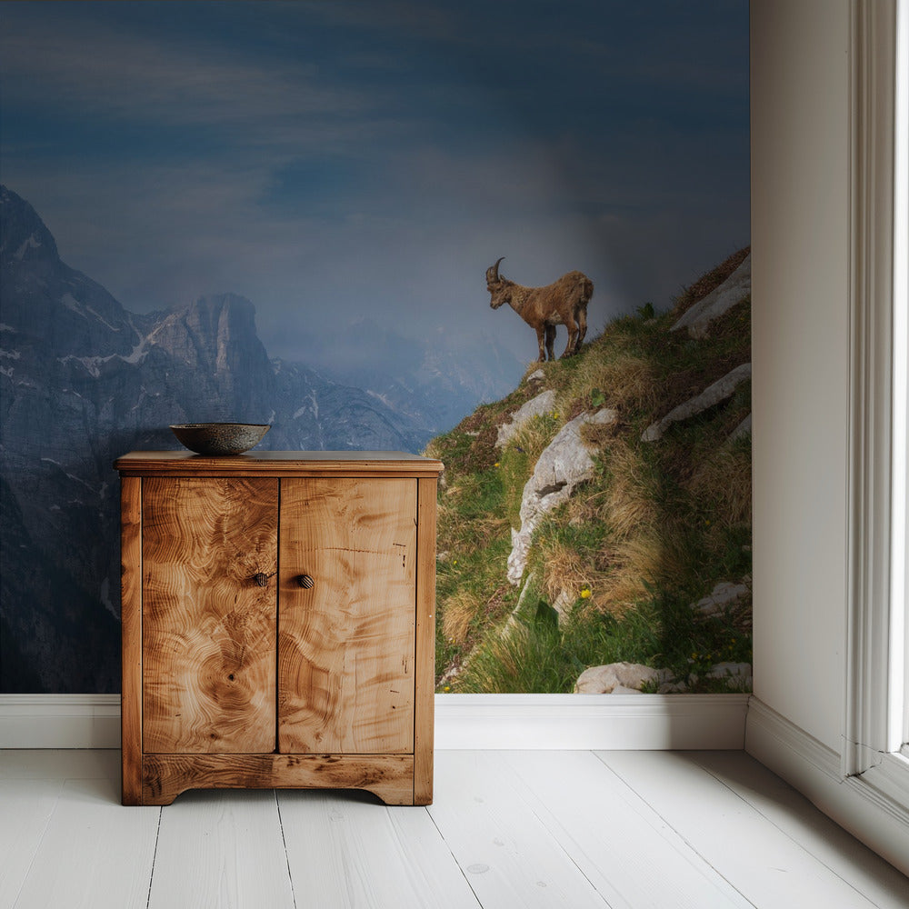 Alpine Ibex in the mountains | Wallpaper