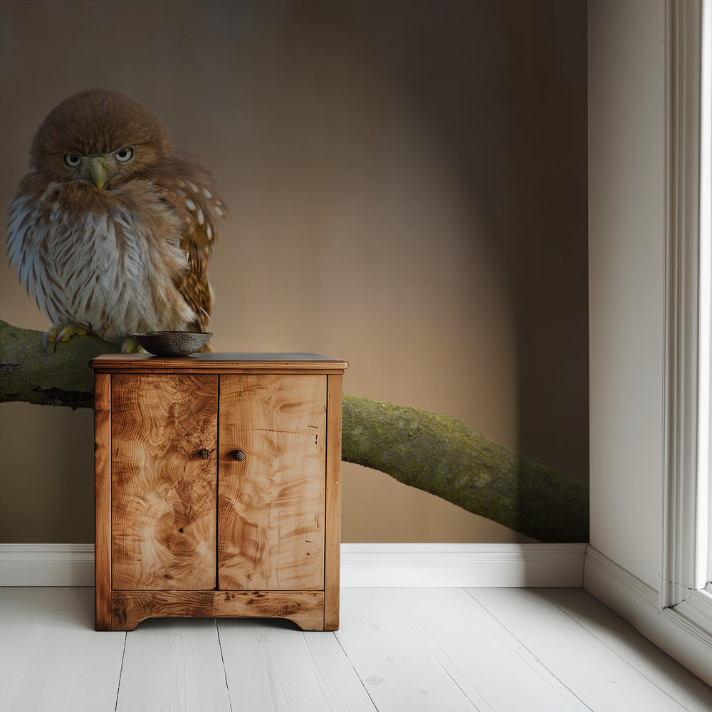 Ferruginous pygmy owl | Wallpaper