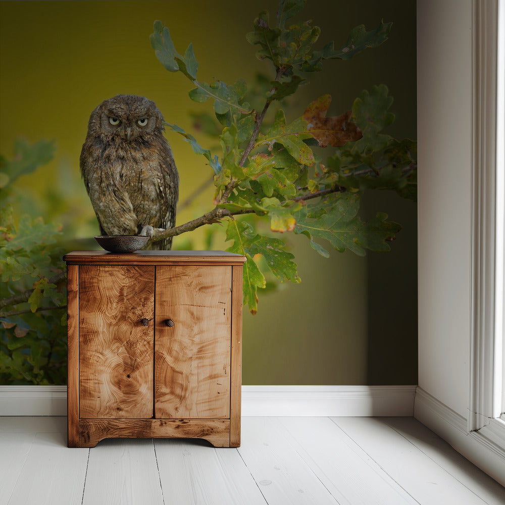 Eurasian Scops Owl | Wallpaper