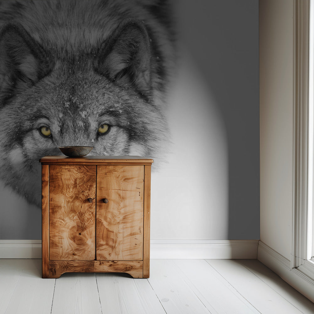 Yellow eyes - Timber Wolf | Wallpaper