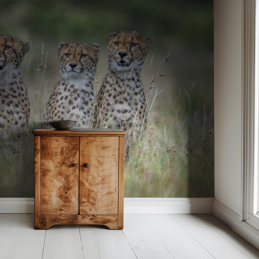 Cheetah cubs | Wallpaper