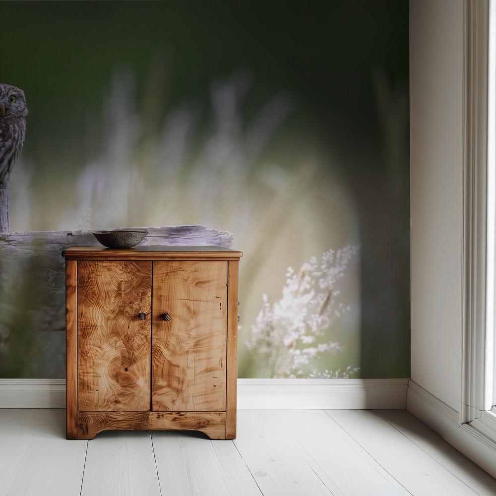 Little owl | Wallpaper