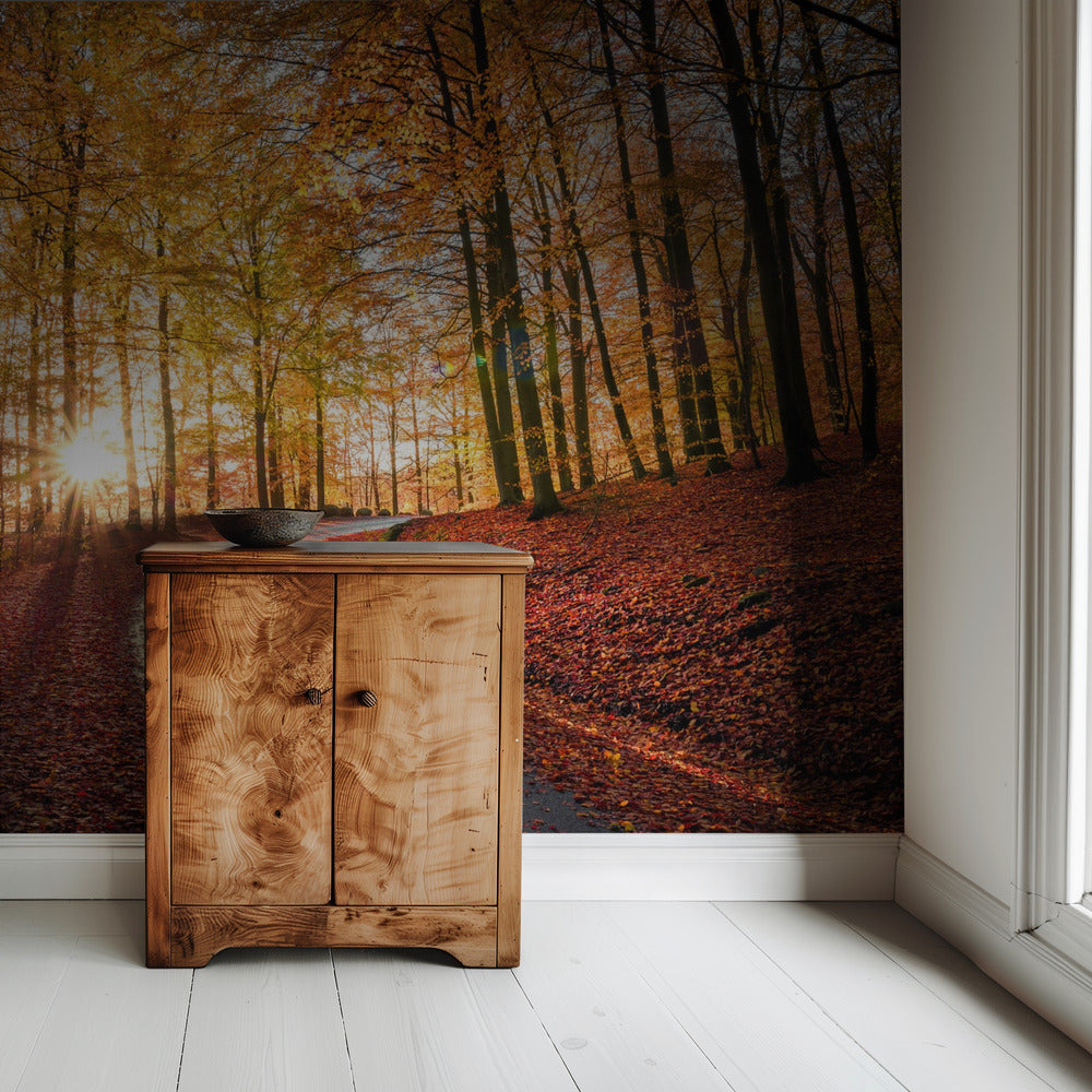 Road in Söderåsen nationalpark, Sweden | Wallpaper