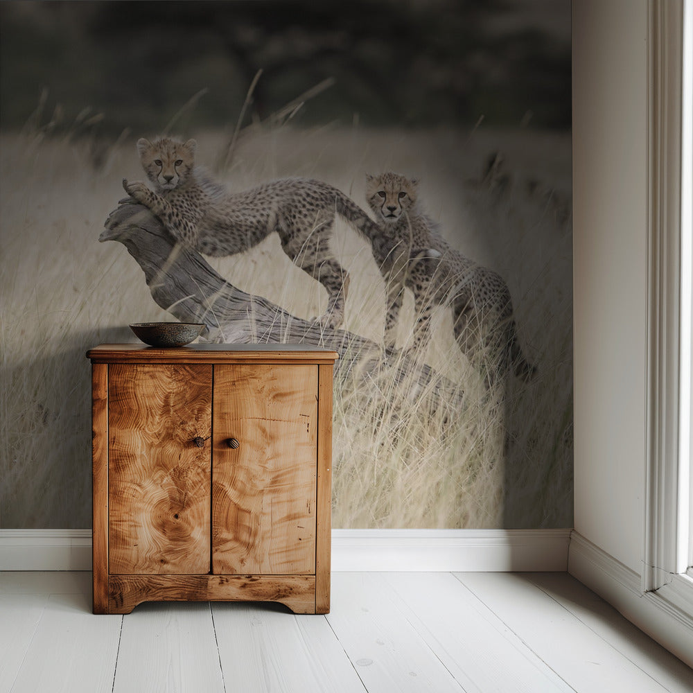 Curious Kitties | Wallpaper