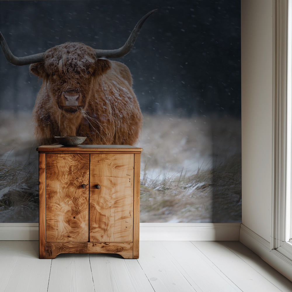 Snowy Highland cow | Wallpaper