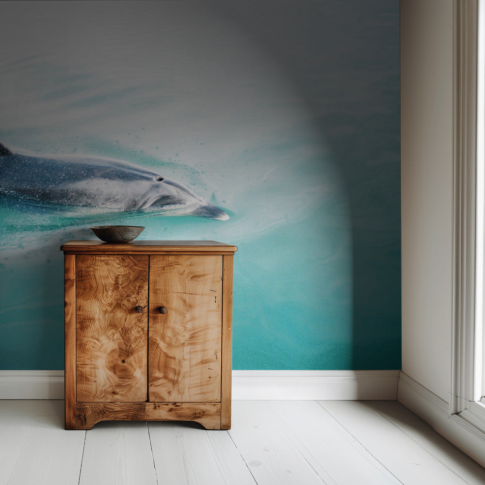 Dolphin N.Z. Northern | Wallpaper