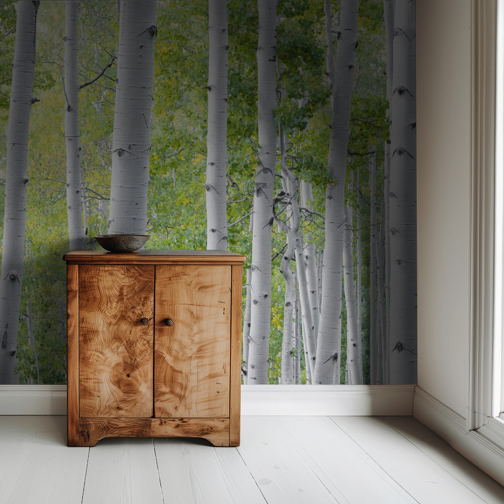 Birch Forest | Wallpaper