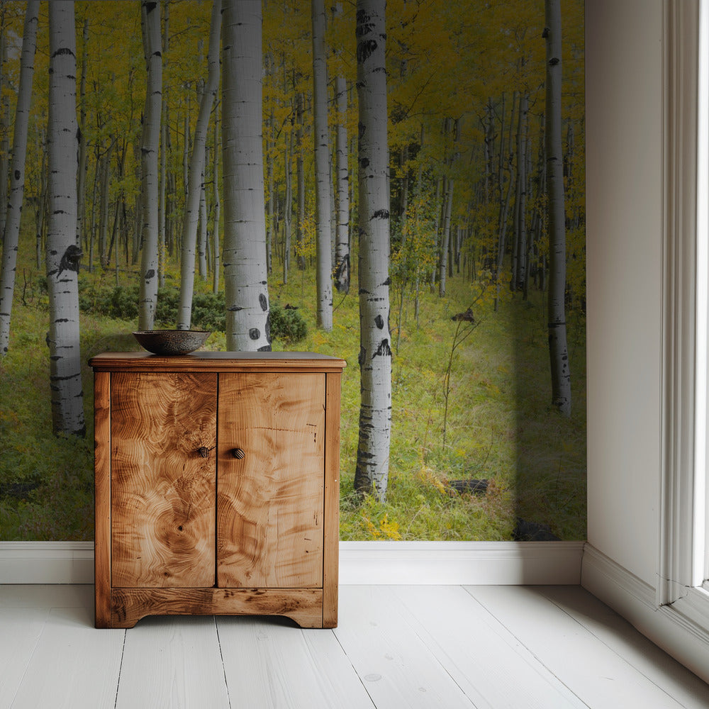 Yellow Birchs | Wallpaper