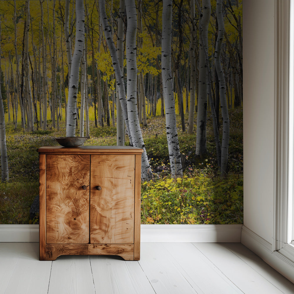 Autumn Birchs | Wallpaper