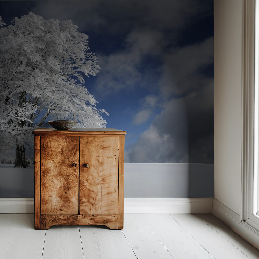 White Windbuche in Black Forest | Wallpaper