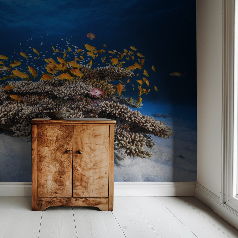 Marine Life | Wallpaper