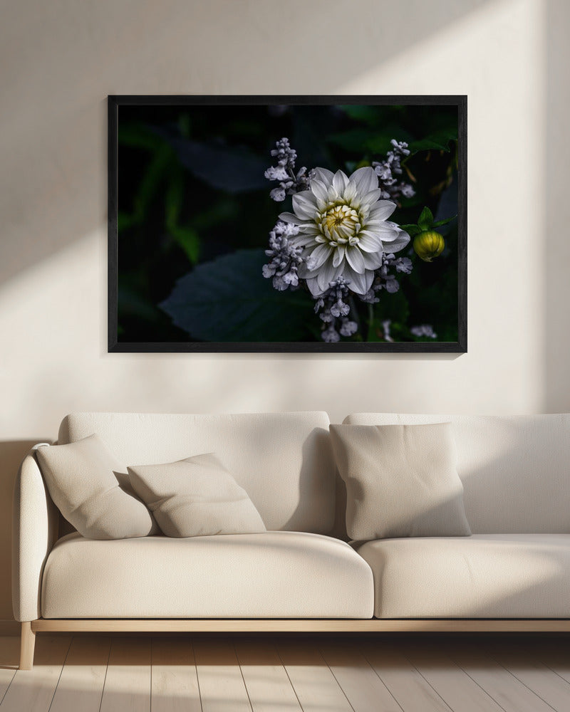 Dahlia flower | Canvas