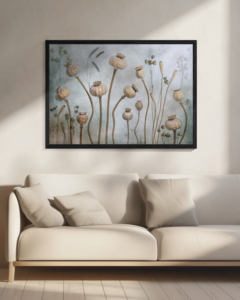 Papaver | Canvas