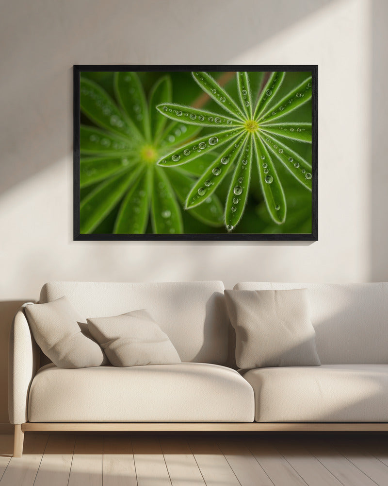 Pearly Lupine | Canvas