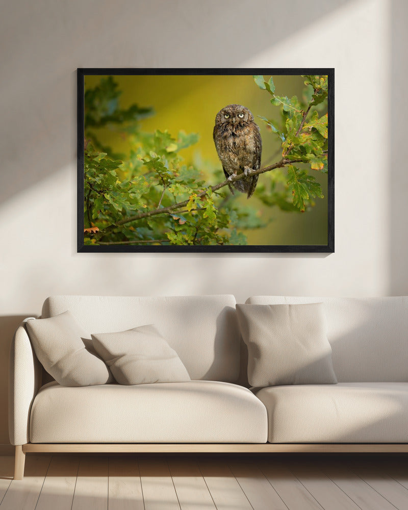 Eurasian Scops Owl | Canvas